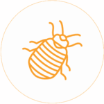 Bed Bugs